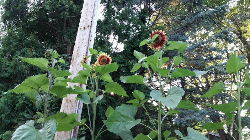 Sunflowers 2 - Late Season